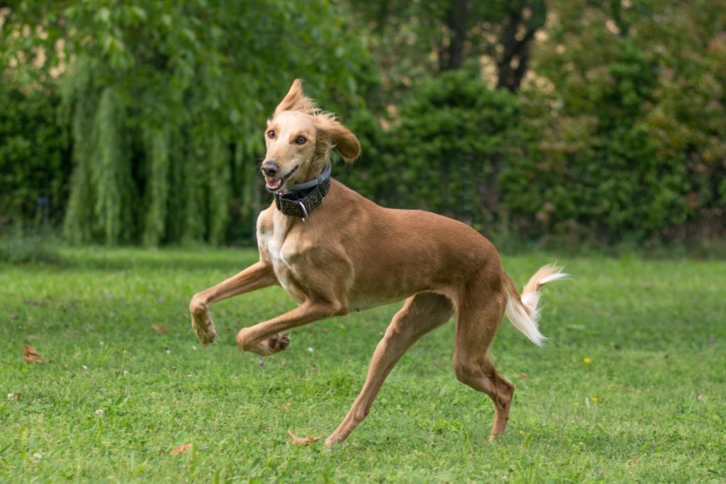 are saluki good with kids