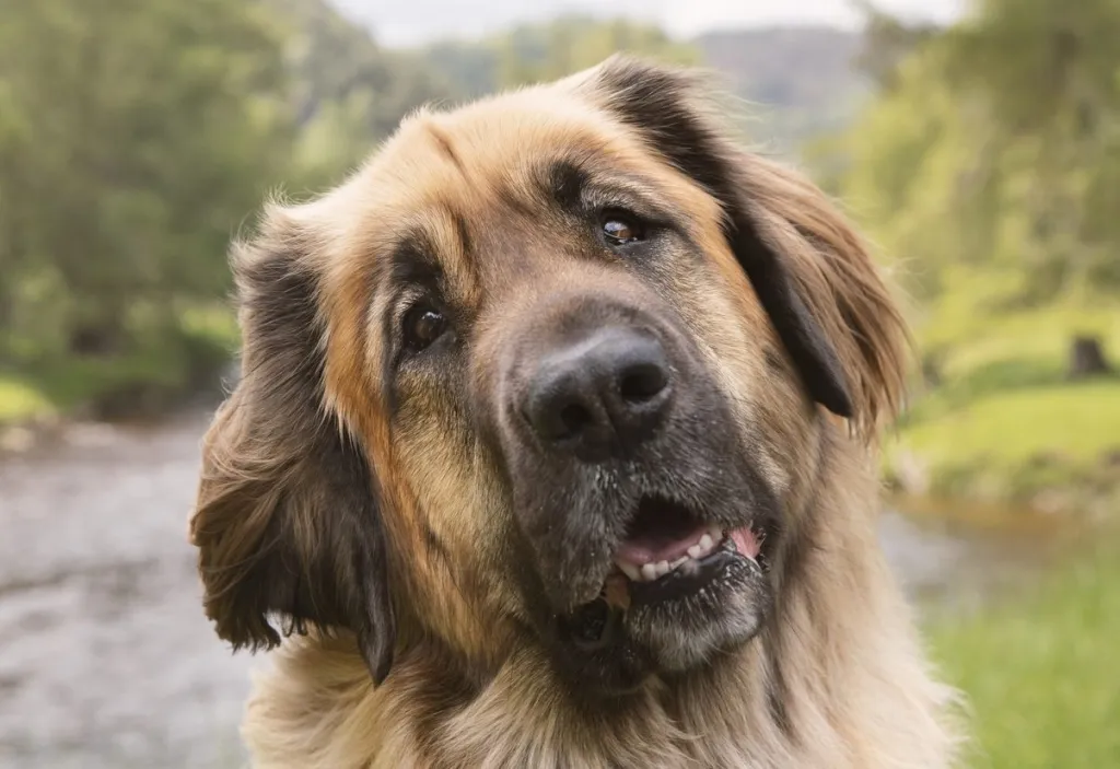 Golden Smart Dog Xxx Video - Leonberger Dog Breed Information & Characteristics