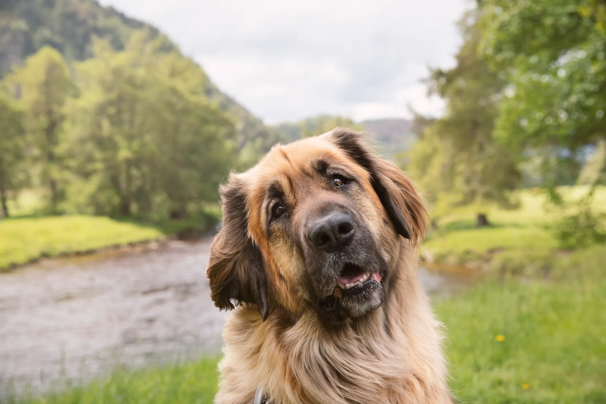 Giant hot sale leonberger dog