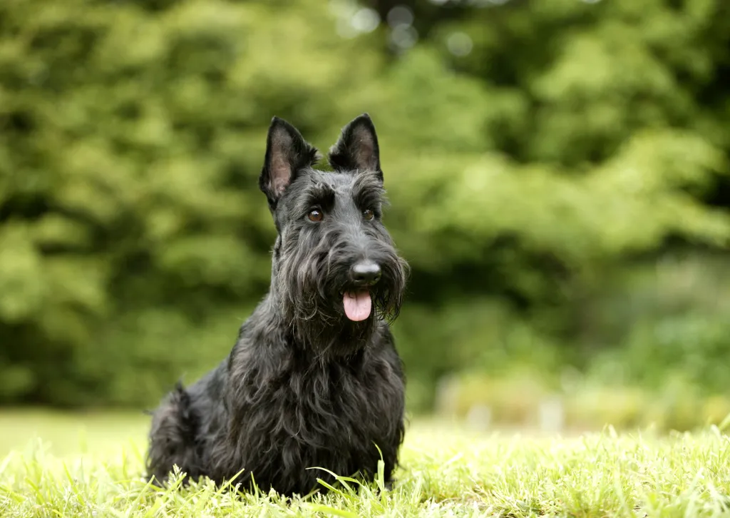 Scottish Terrier sitting in a field with his tongue out.