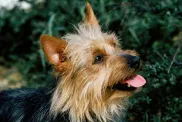 Close up of an Australian Terrier standing in front of a bush