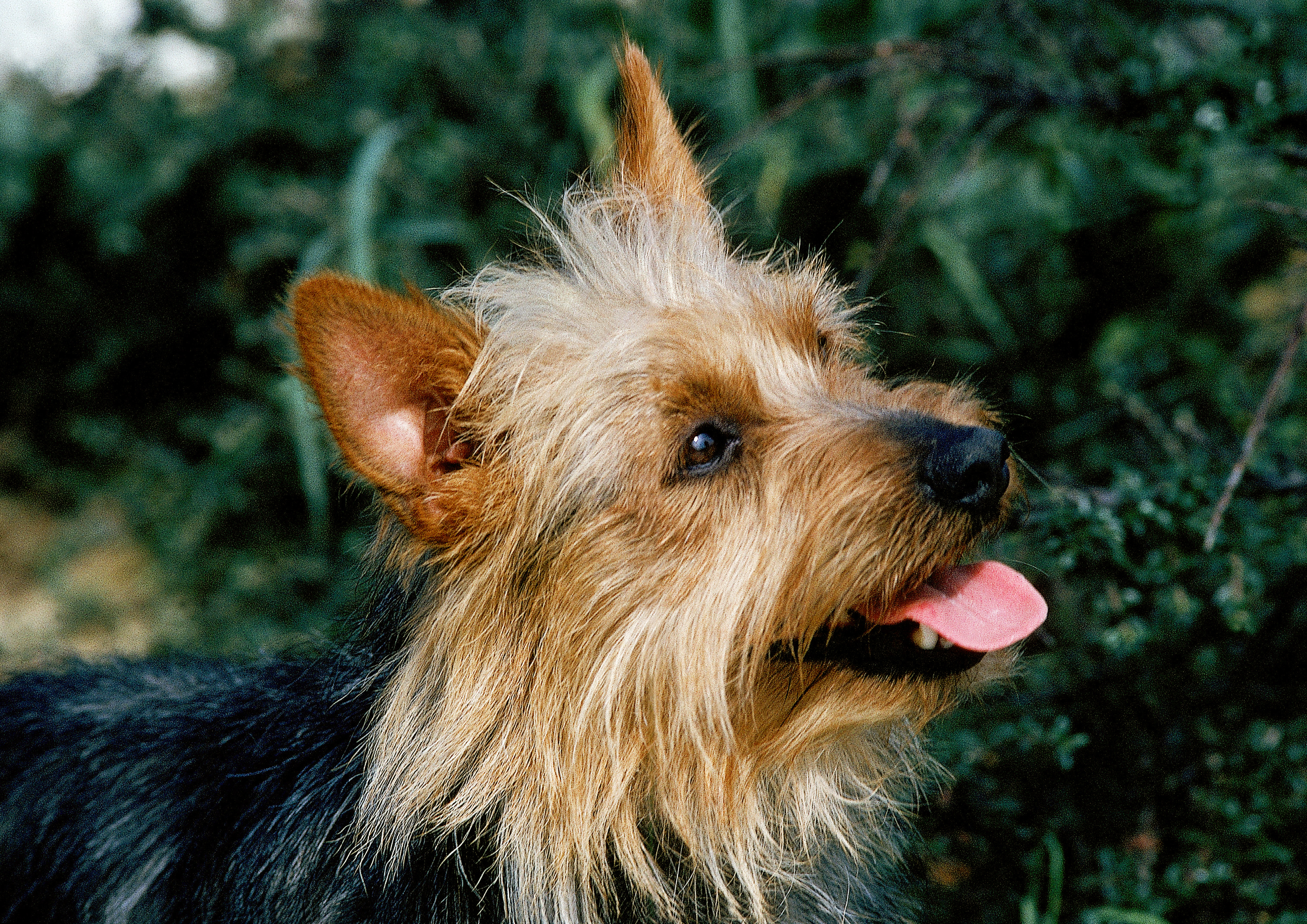 Australian terrier x store maltese