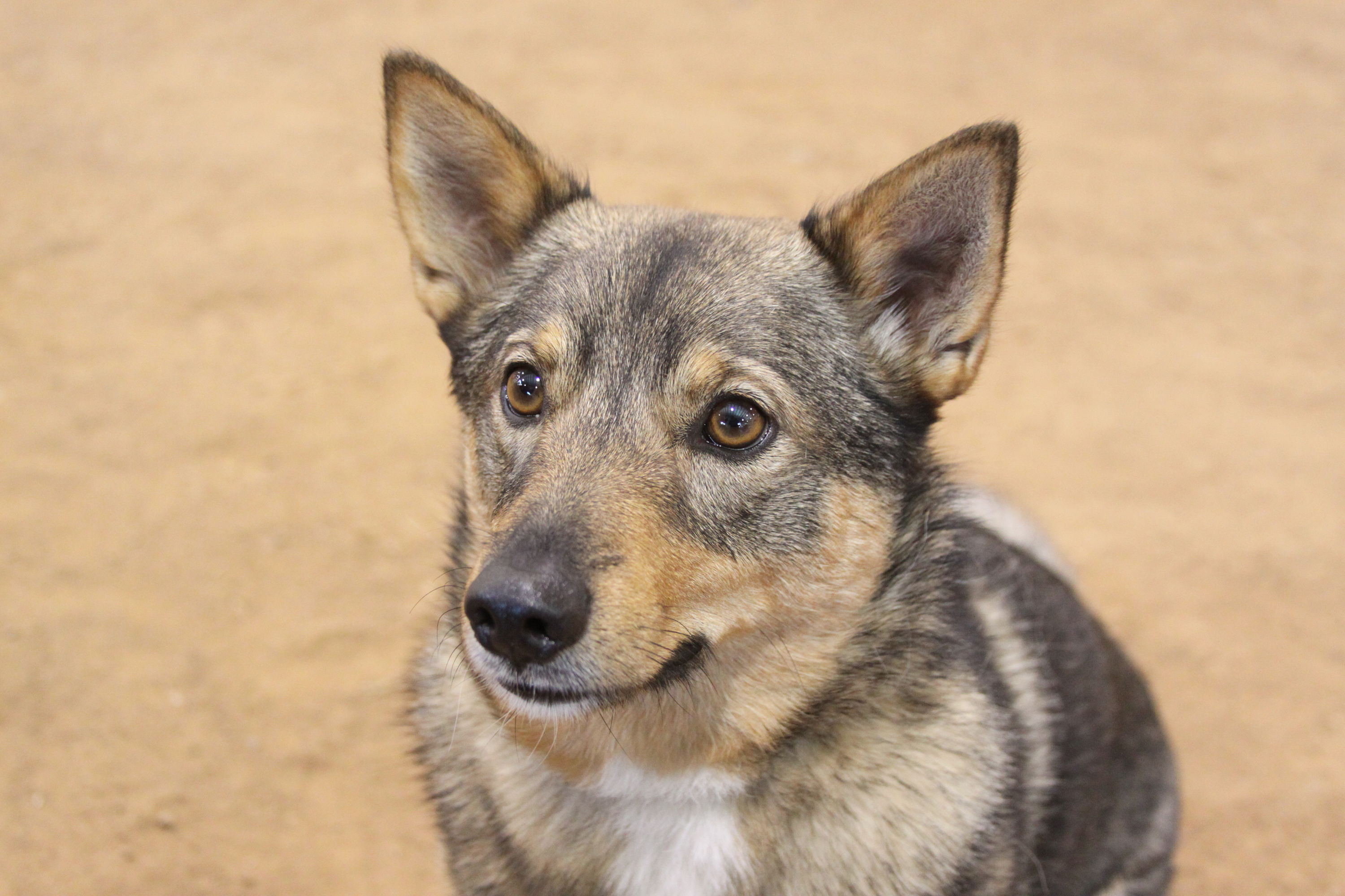 Swedish 2024 vallhund characteristics