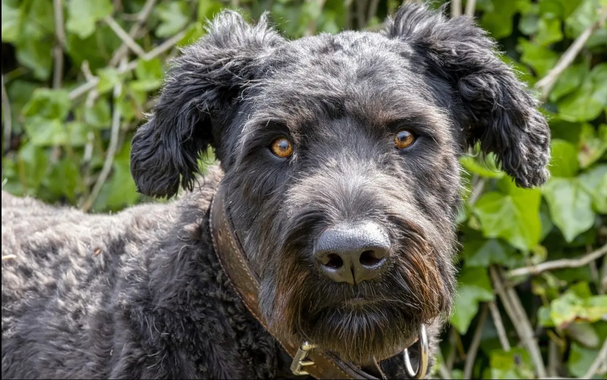 Do bouvier sales dogs shed