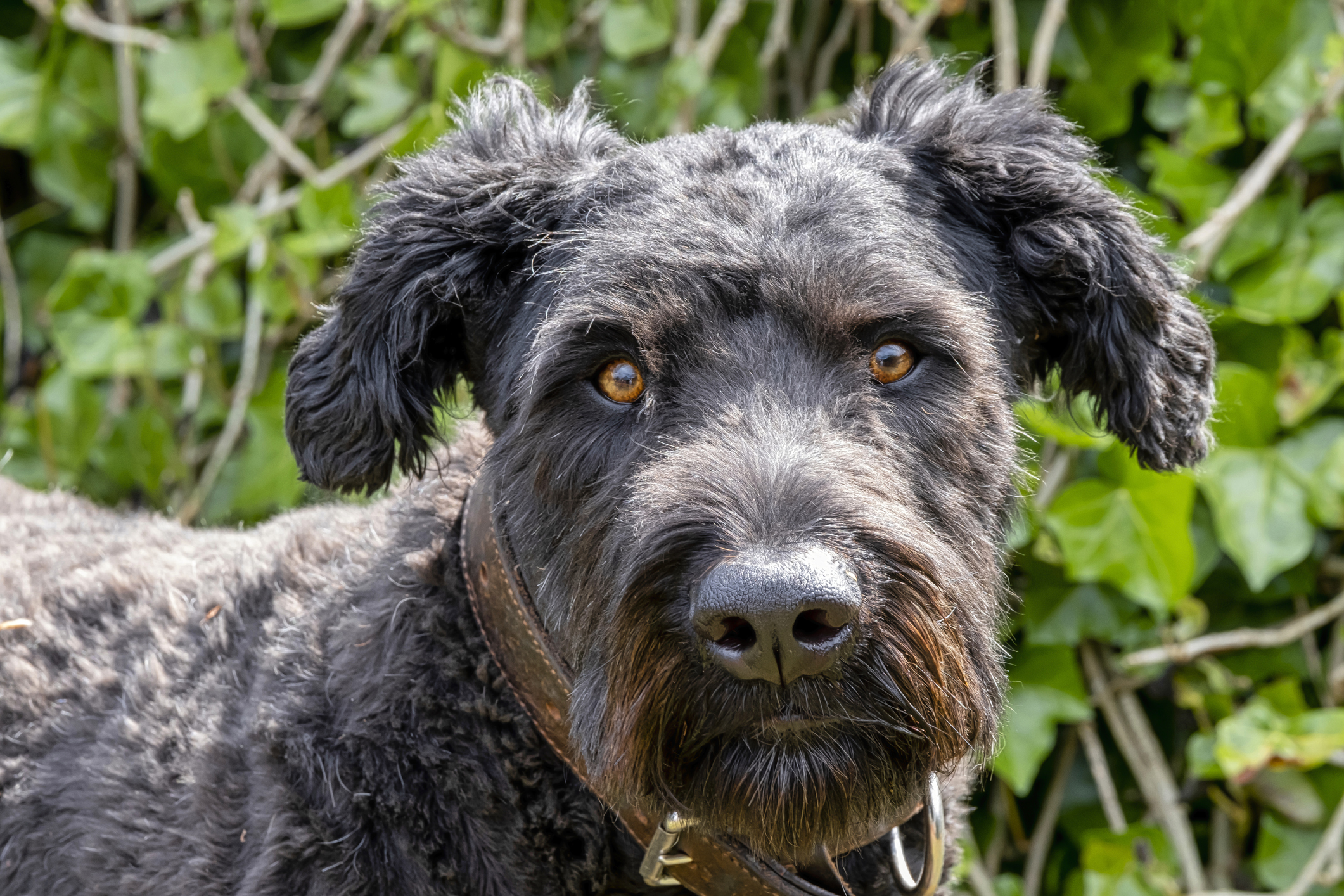 Bouvier des flandres store club of america