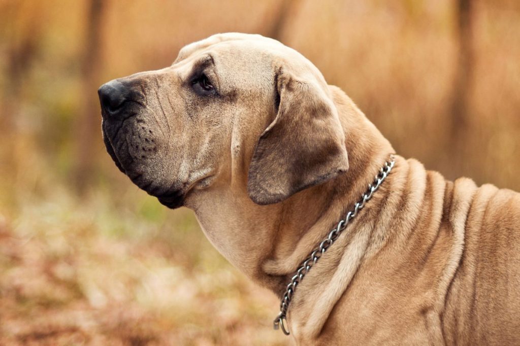Male Fila Brasileiro, a Dog Breed from Brazil, Stock Photo, Picture And  Rights Managed Image. Pic. YS1-2066559