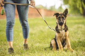 Woman walking with her German Shepherd dog in public park after taking a dog and human DNA test.