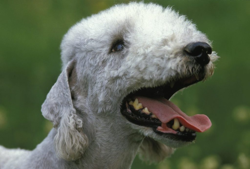 bedlington terrier smiling