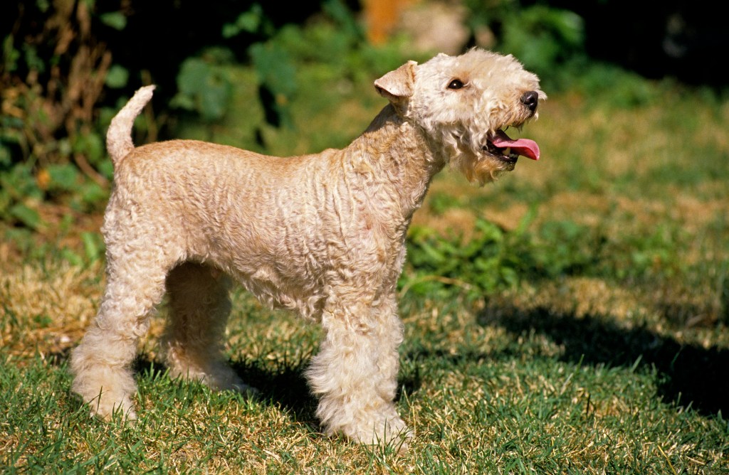 A healthy Lakeland Terrier Dog standing on the grass.