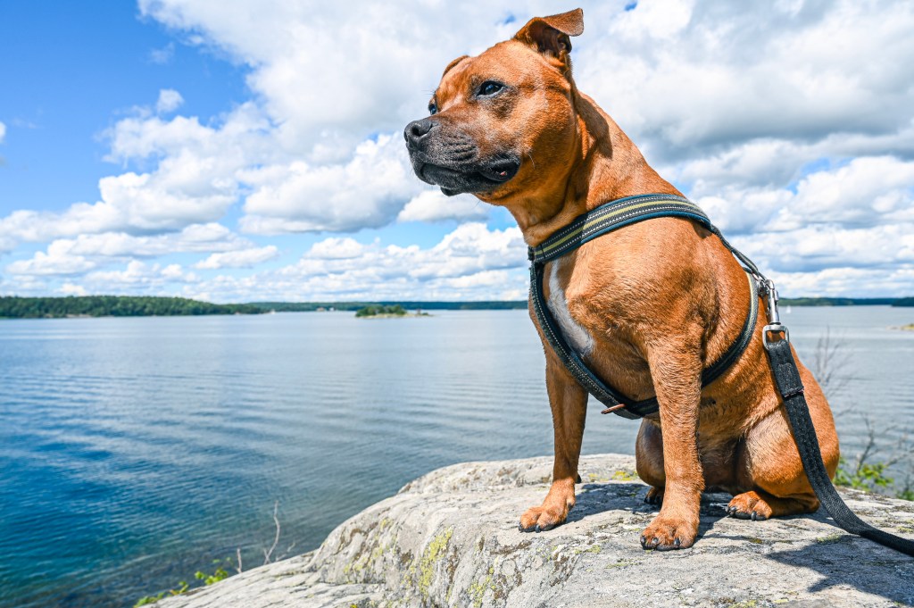 Staffordshire Bull Terrier - Dog Breed Information and Images - K9RL