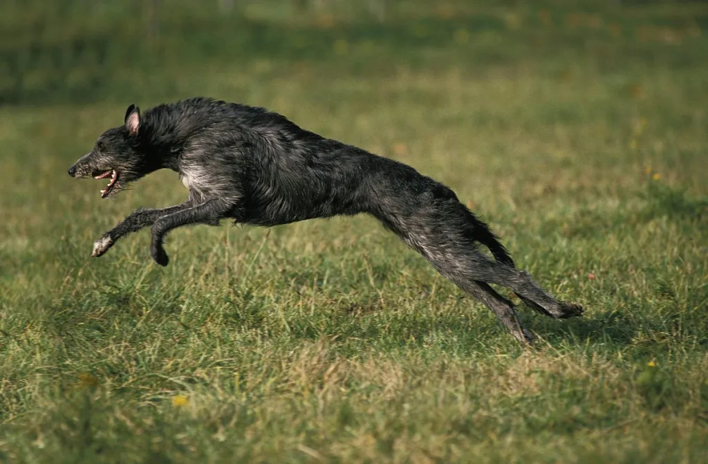 leaping scottish deerhound