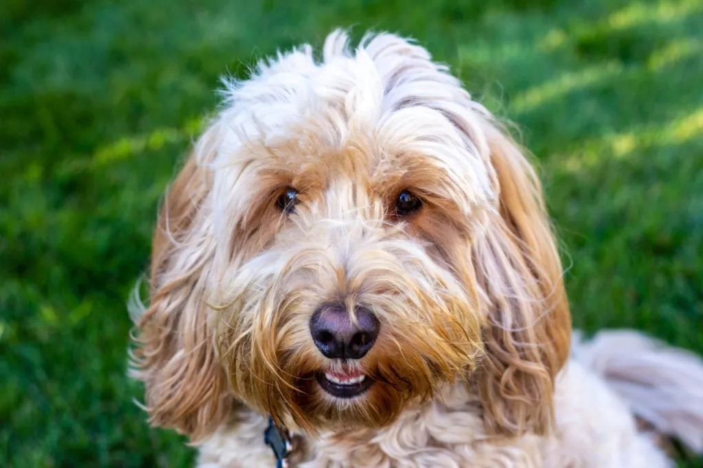 golden mountain doodle smiling