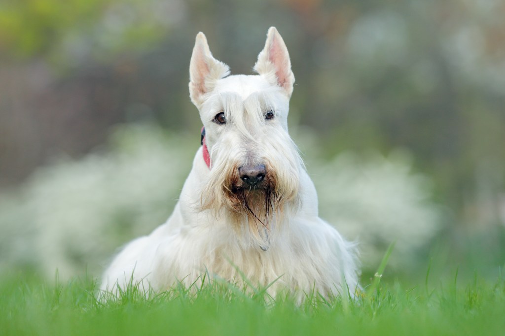 White Scottish Terrier on green grass lawn with white flowers in the background.