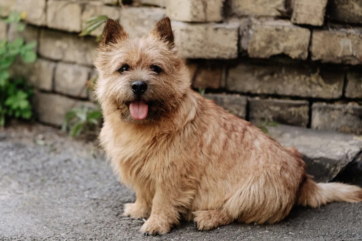 Wheaten store norwich terrier