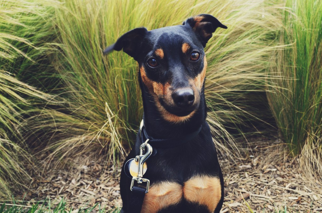 A healthy, stout Manchester Terrier dog breed curiously alert outdoors.