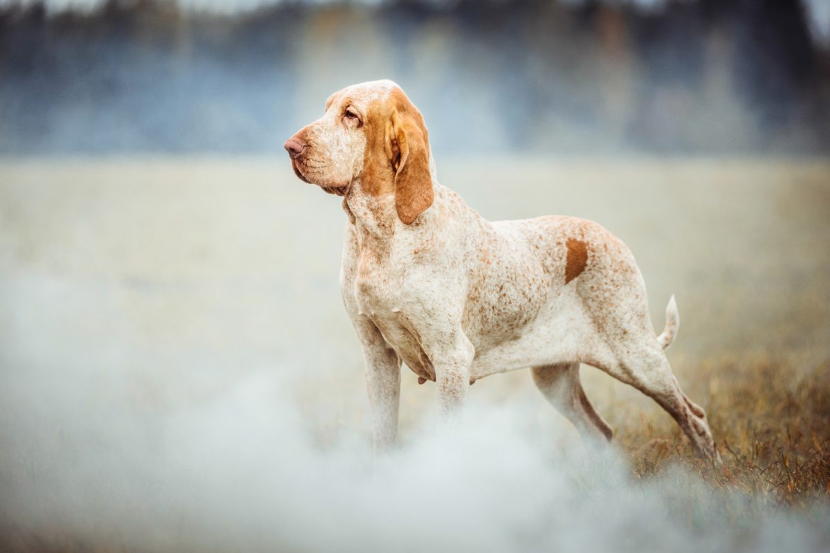 Italian best sale pointing dog