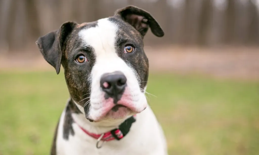 American Bulldog Breed Information & Characteristics