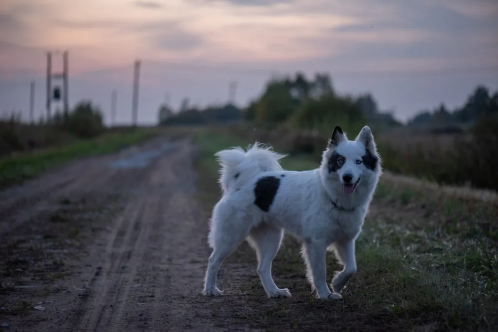 Yakutian laika on a trail