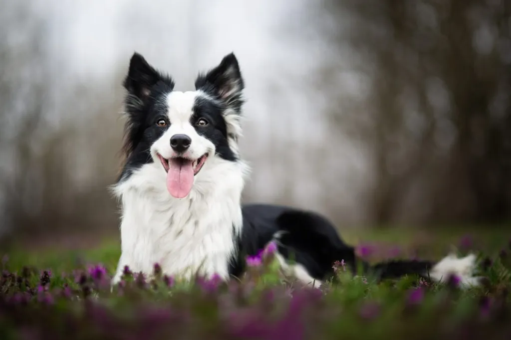 The Best Dog Toys for Border Collies - ColliePoint