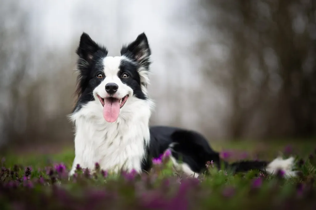 Border Collie Dog Breed Info: Facts, Traits & History – Dogster