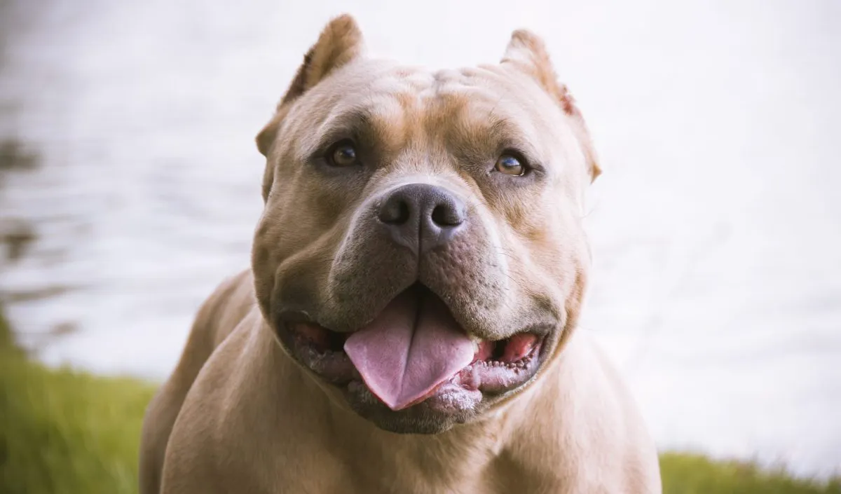 What Are 'Bully Dog' Breeds? Why Do We Call Them Bullies? - DogTime