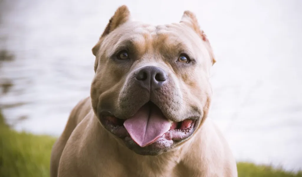 Pit bull, Description, Temperament, Breeds, & Facts