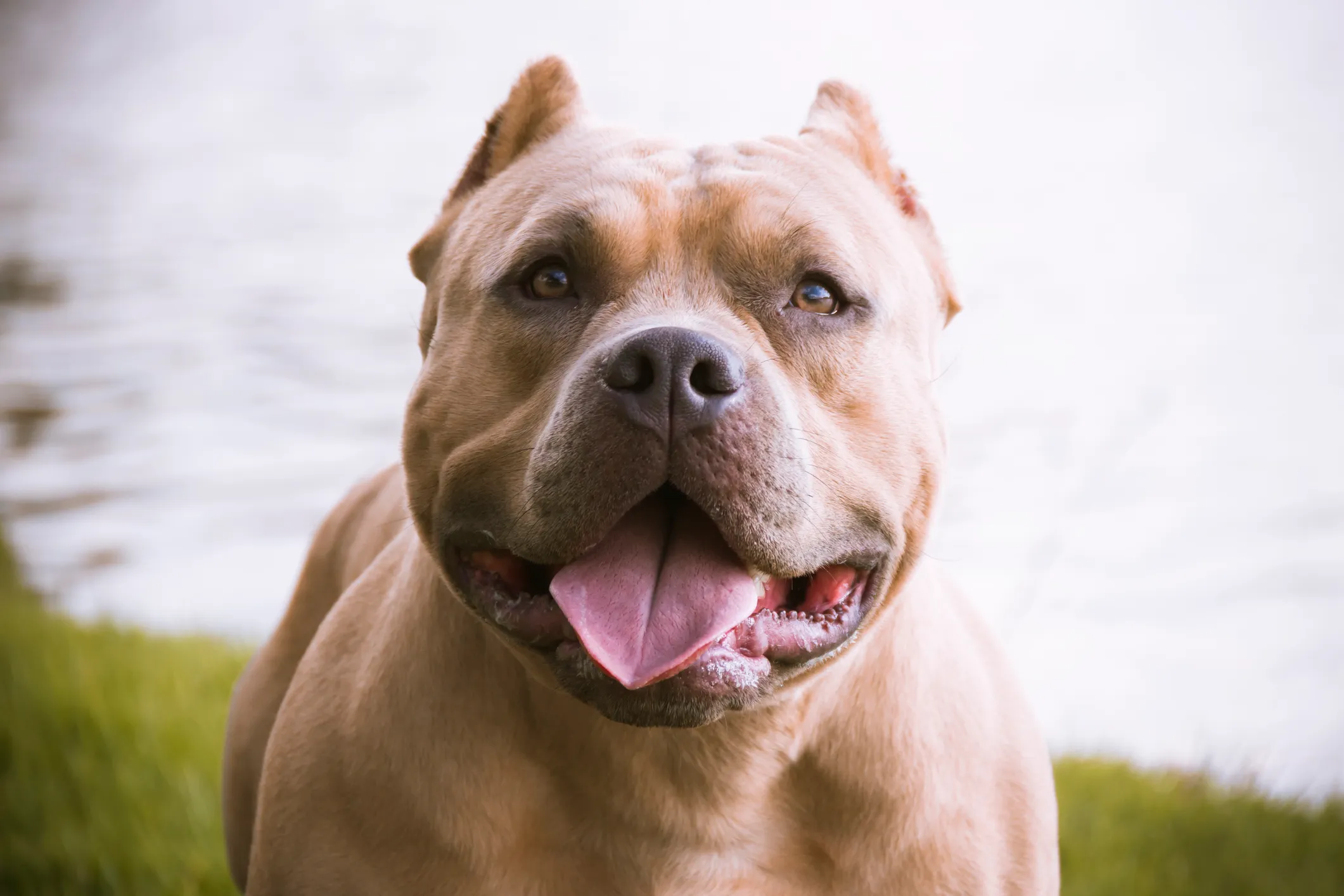 Giant store bully pitbulls