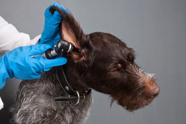 A dog suffering from congenital sensorineural deafness (CSD) having their ears checked.