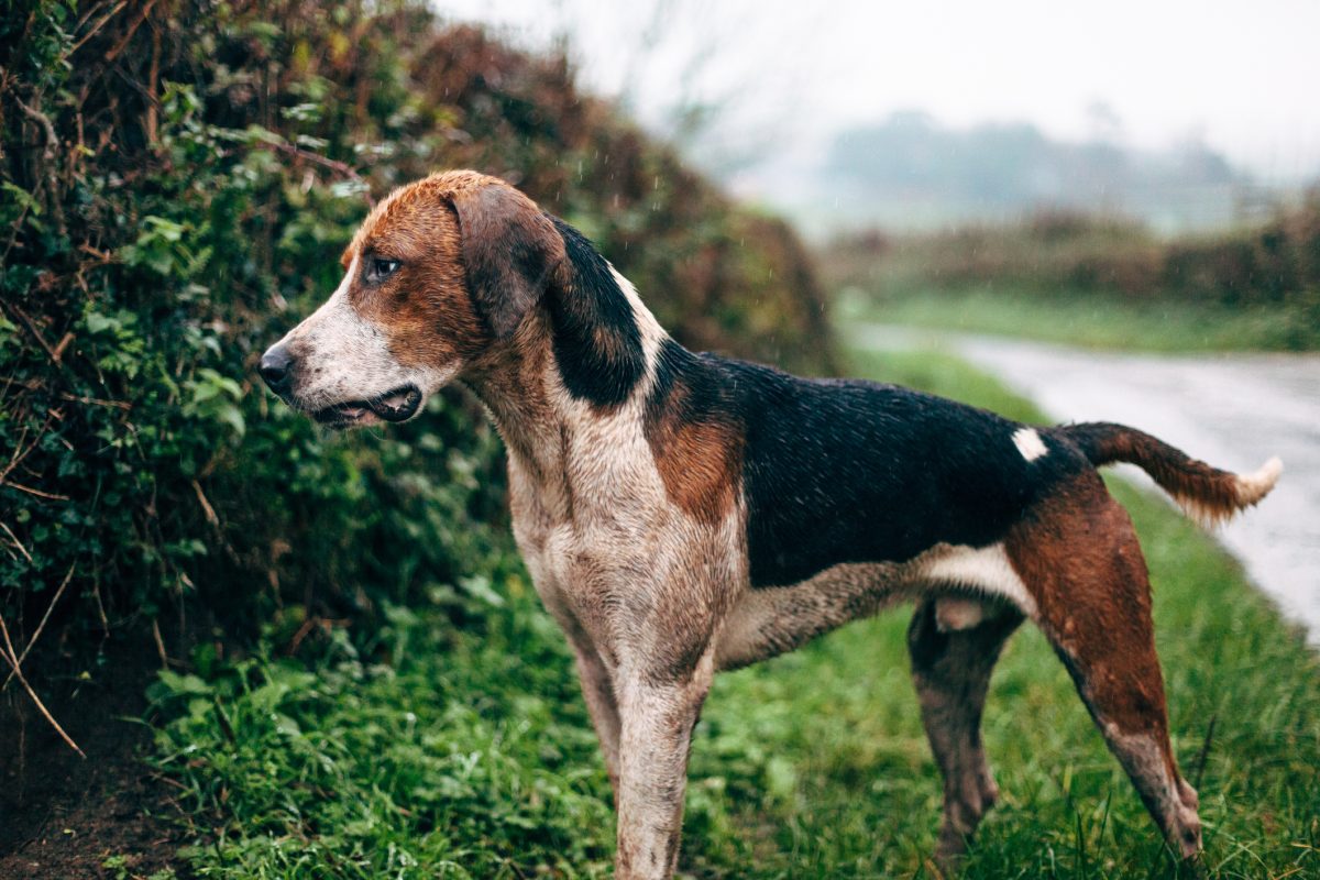 English foxhound sale