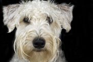 Soft coated wheaten terrier
