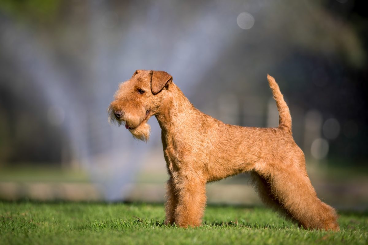 Do lakeland terriers sales shed