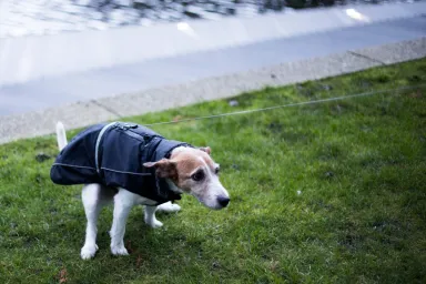 A Parson Terrier dog wearing a dog rain coat outside, constipated trying to poop, in need of a docusate sodium or Colace prescription.