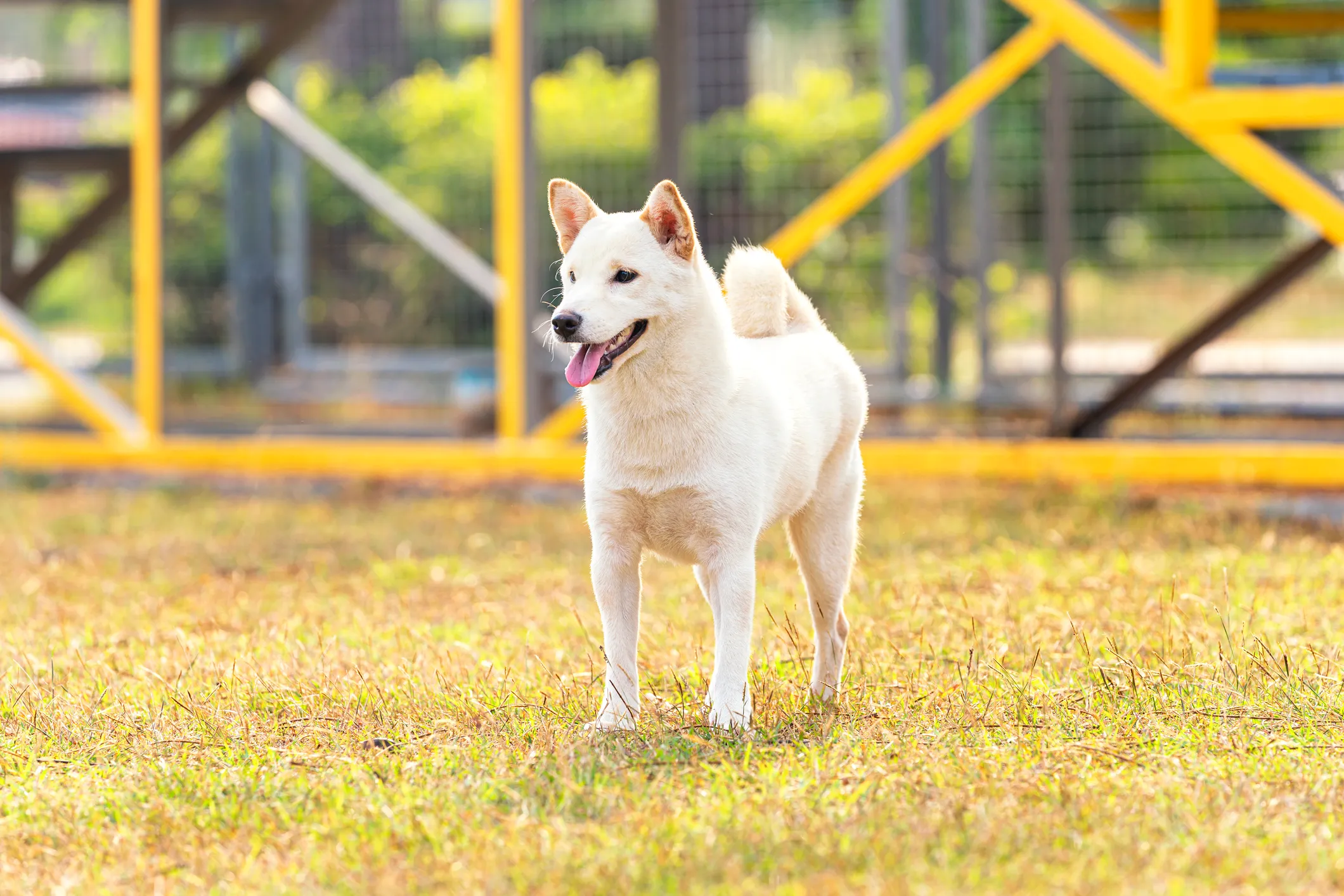 White best sale hokkaido dog