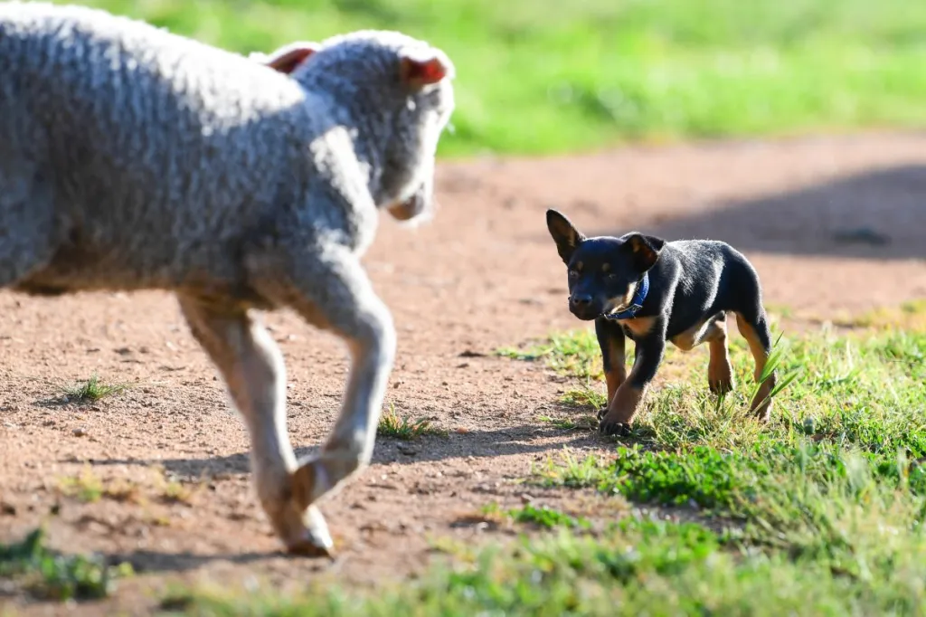 kelpie pup learning to round up sheep