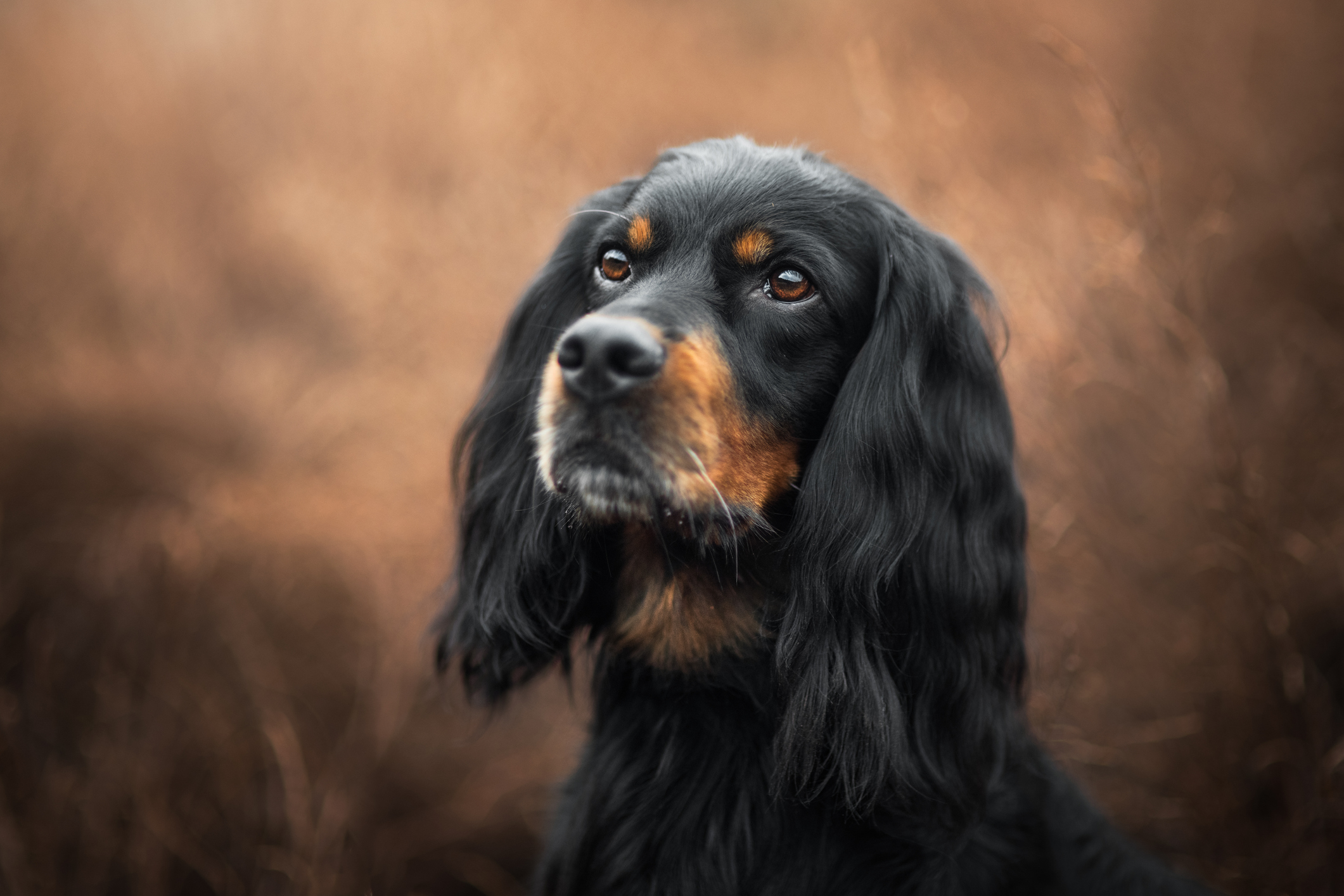 Black and store tan gordon setter