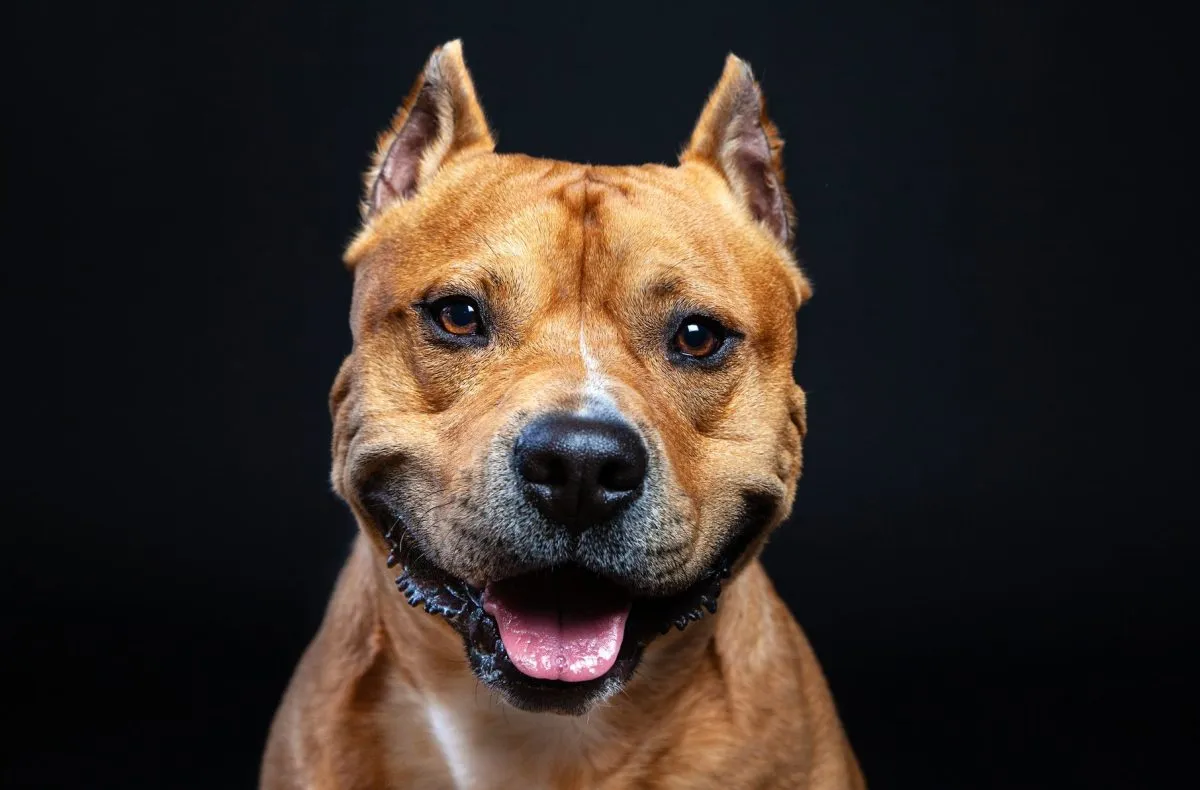 Pit Bull Traits: Qualities of America's Favorite Dog - Kennel to Couch