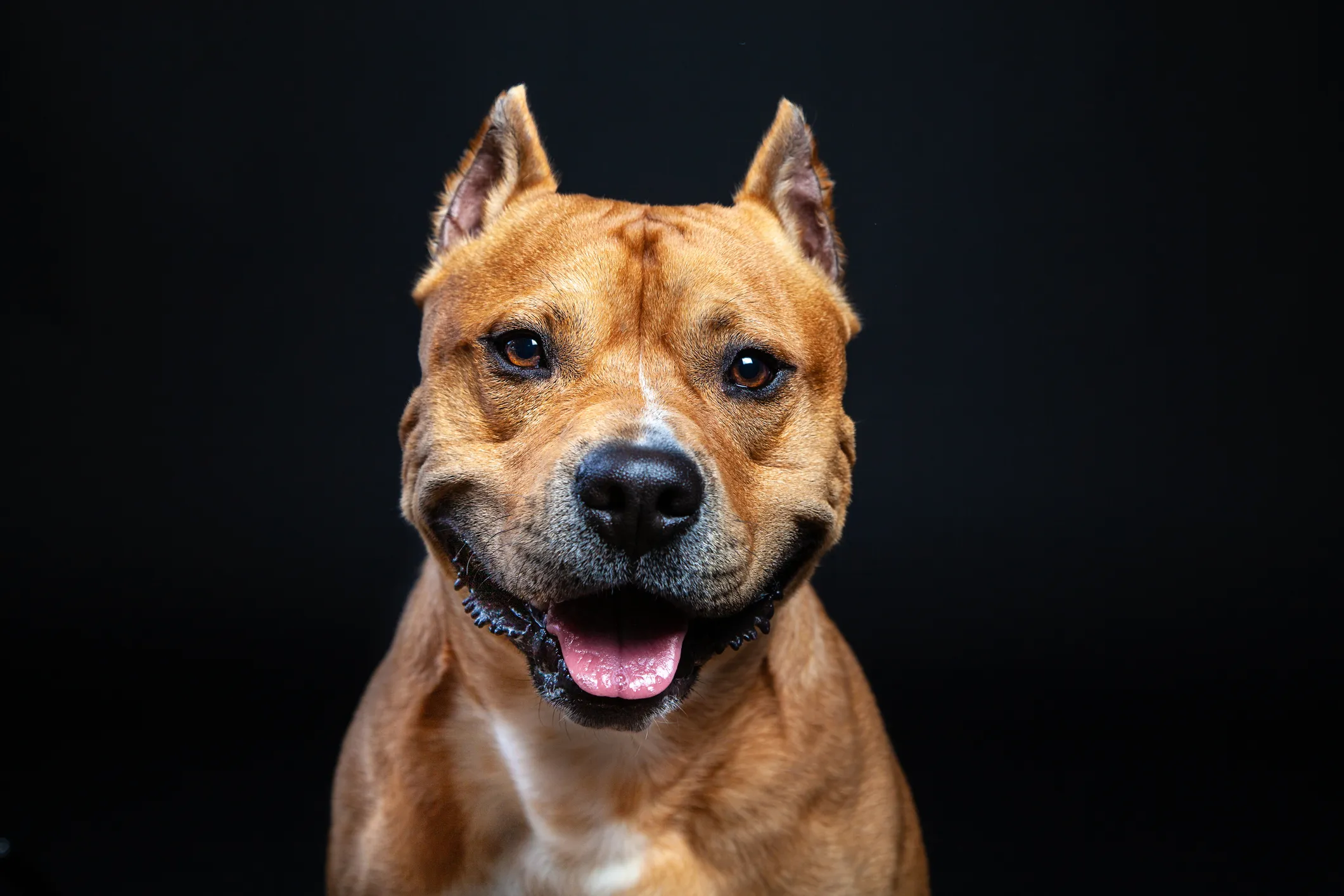 American clearance staffy baby