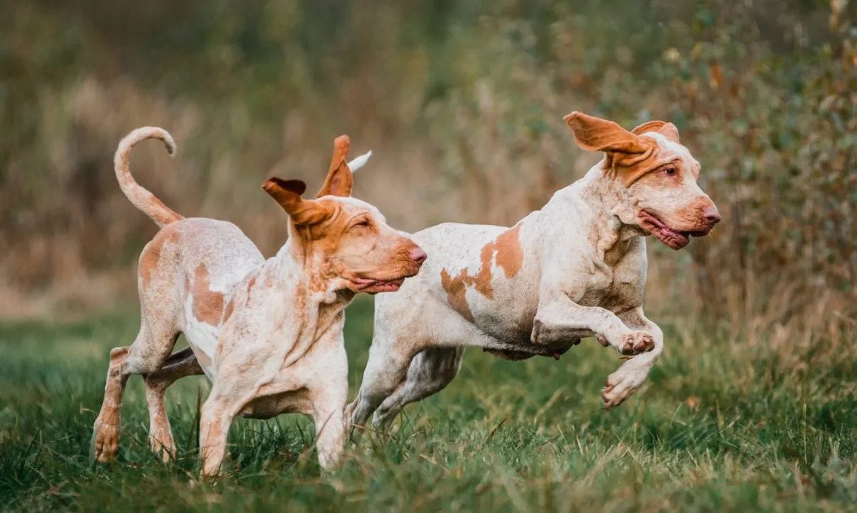 Barroco sales italiano dog