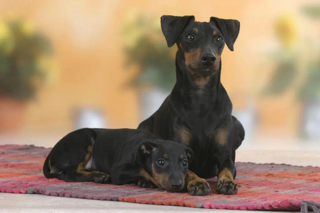 Manchester Terrier with puppy