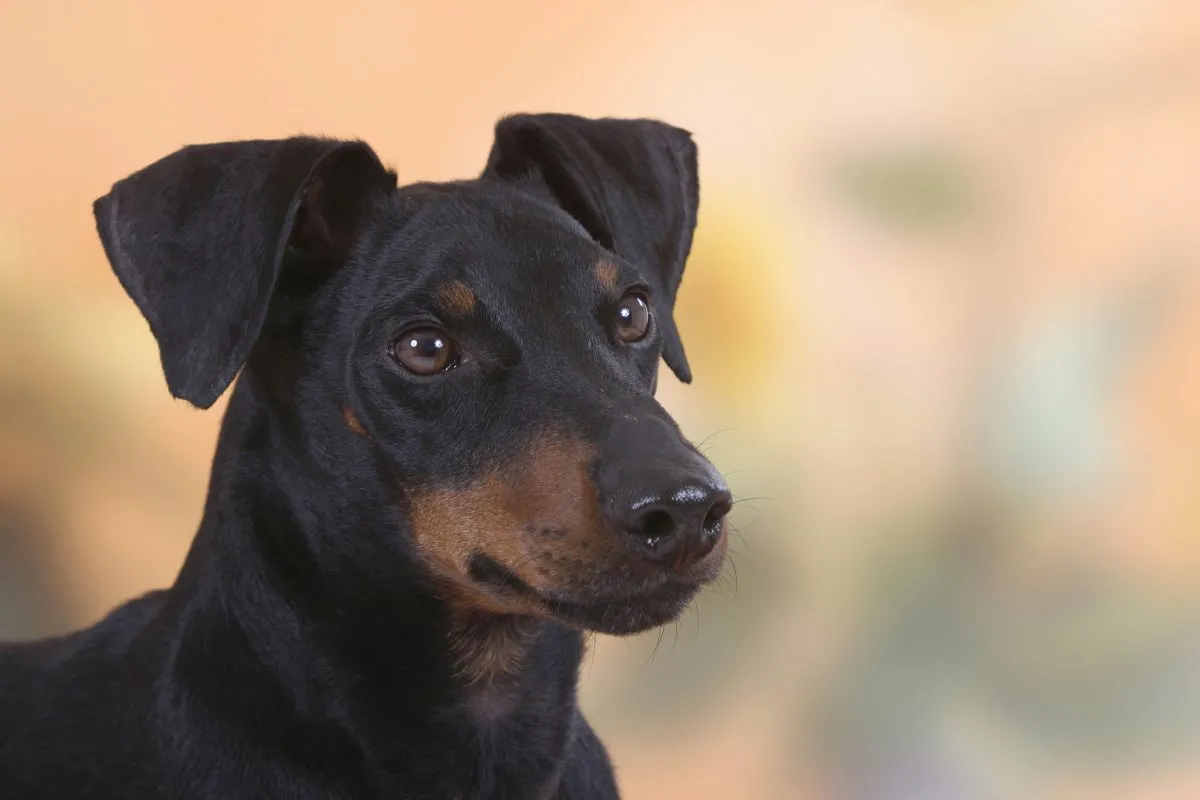 Standard 2024 manchester terrier