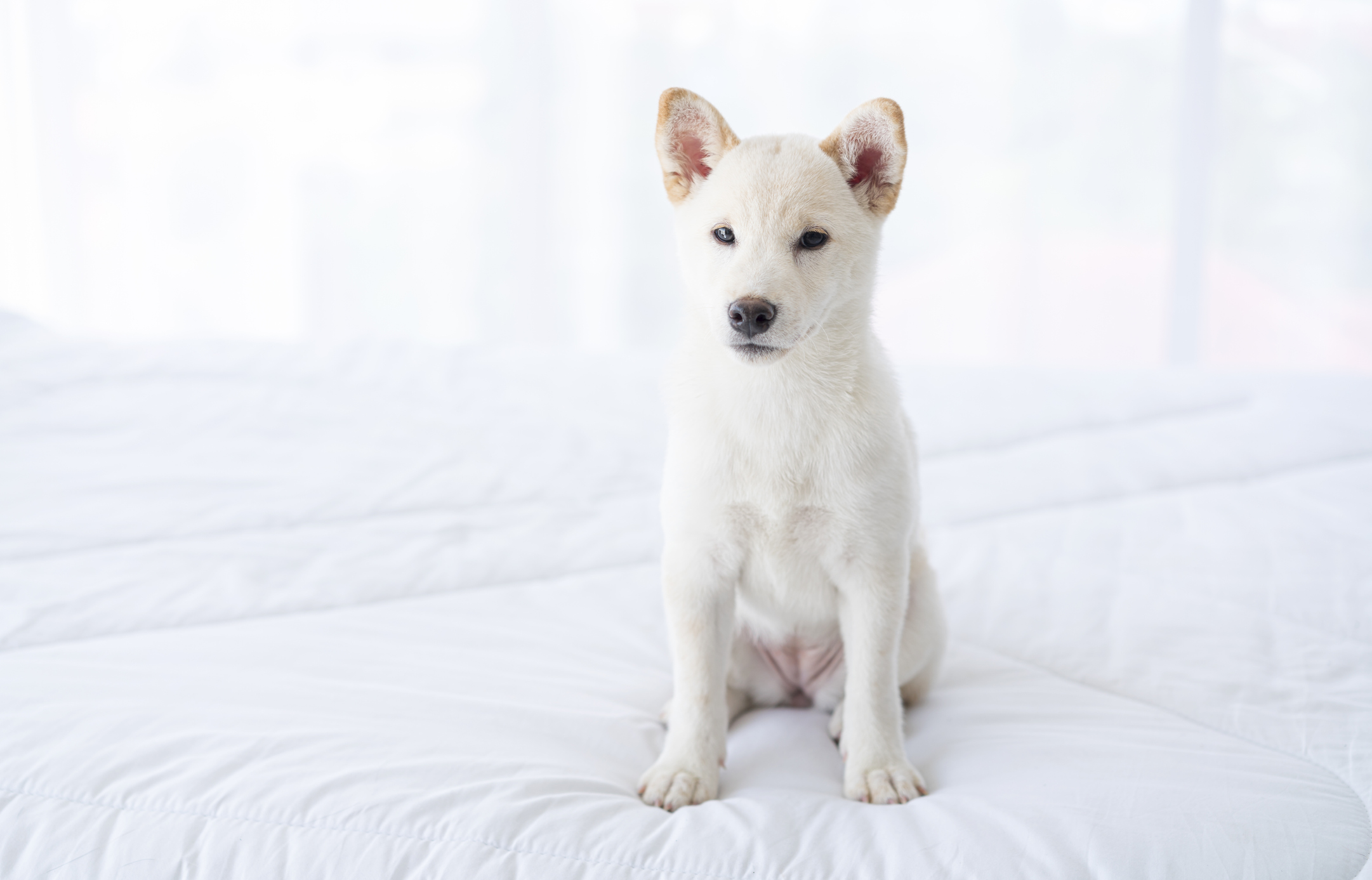Hokkaido Dog Breed Information & Characteristics