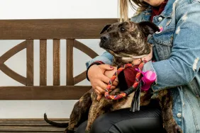 woman hugging pit bull mix dog on bench