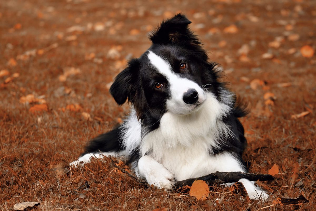 Border collie 2024 bird dog