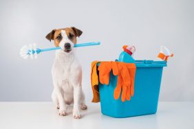 Jack Russell Terrier dog holding toilet brush in mouth