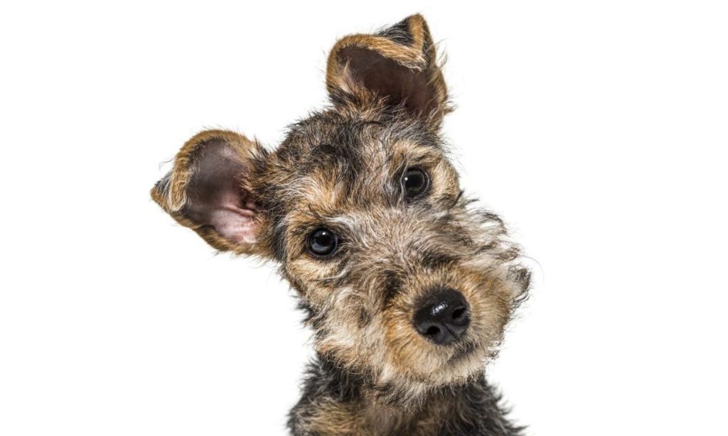 young lakeland terrier