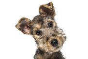 young lakeland terrier