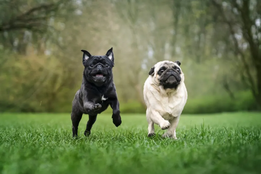 two pugs running