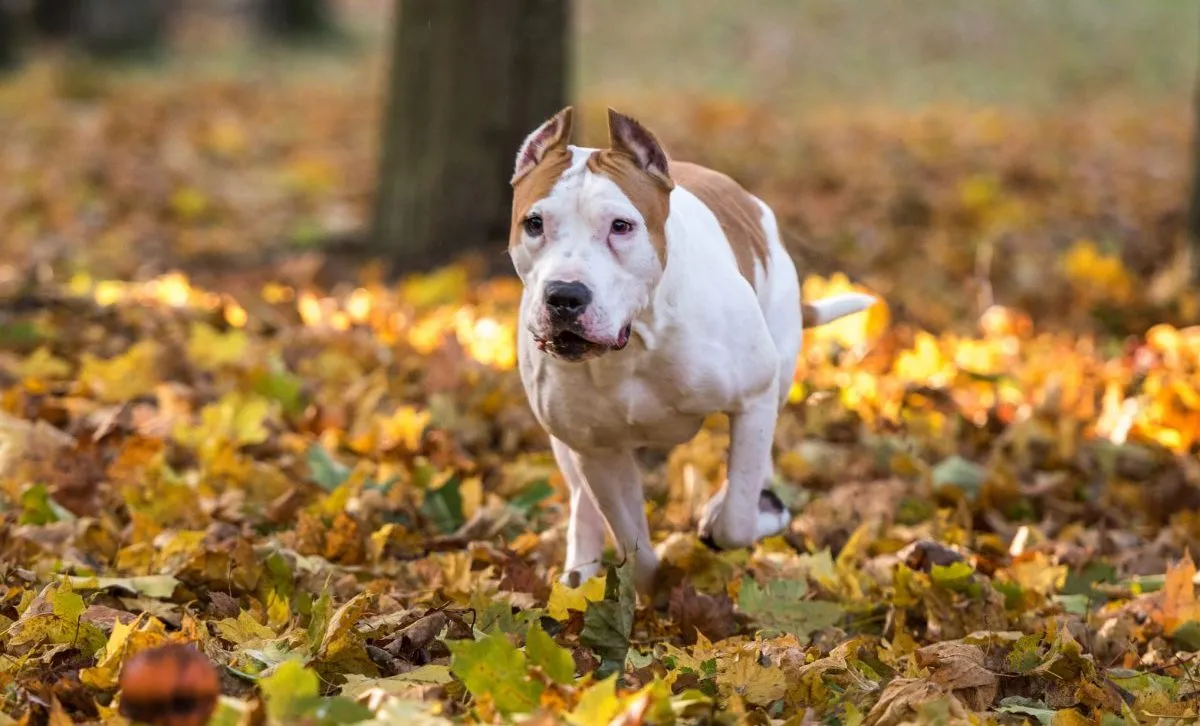 American Bulldog Breed Information & Characteristics