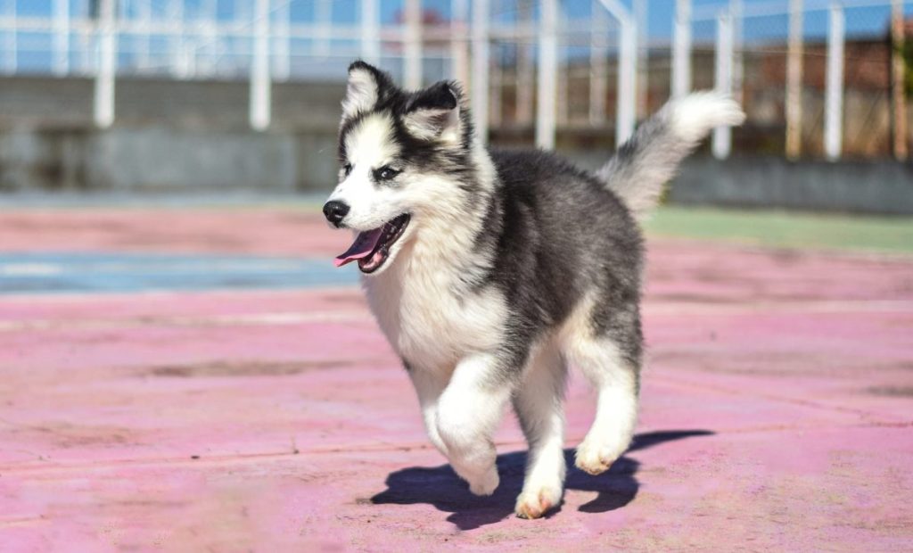 Husky running through sports court
