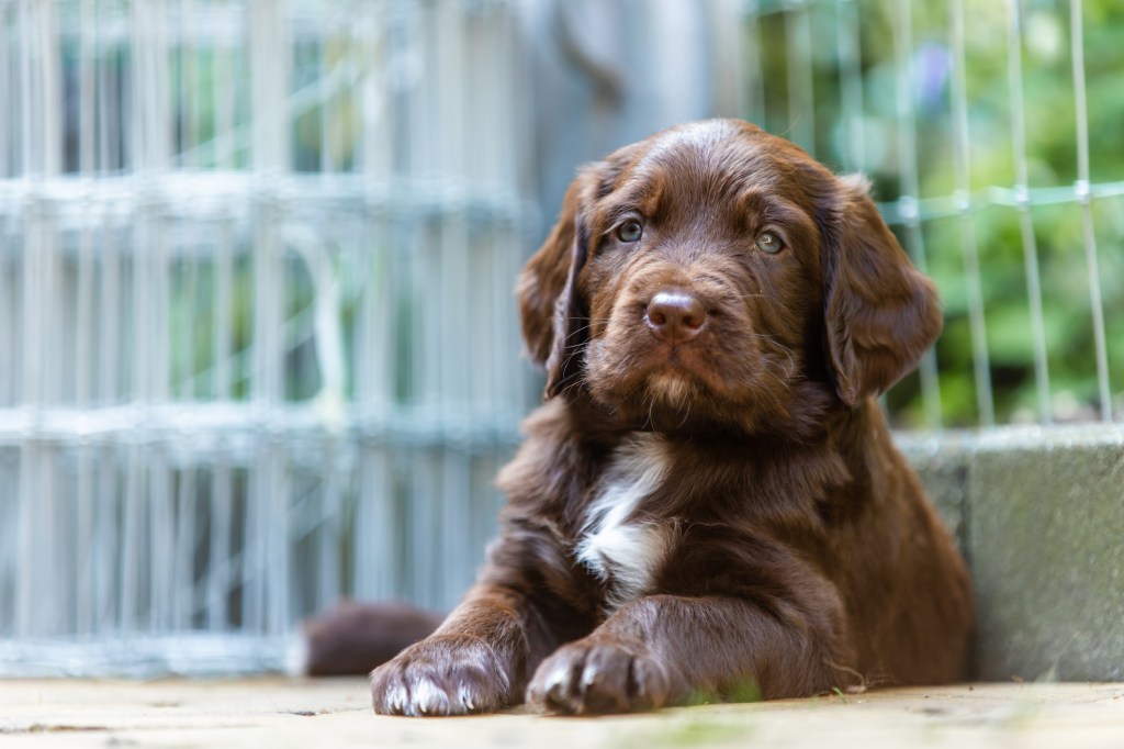German Longhaired Pointer puppy